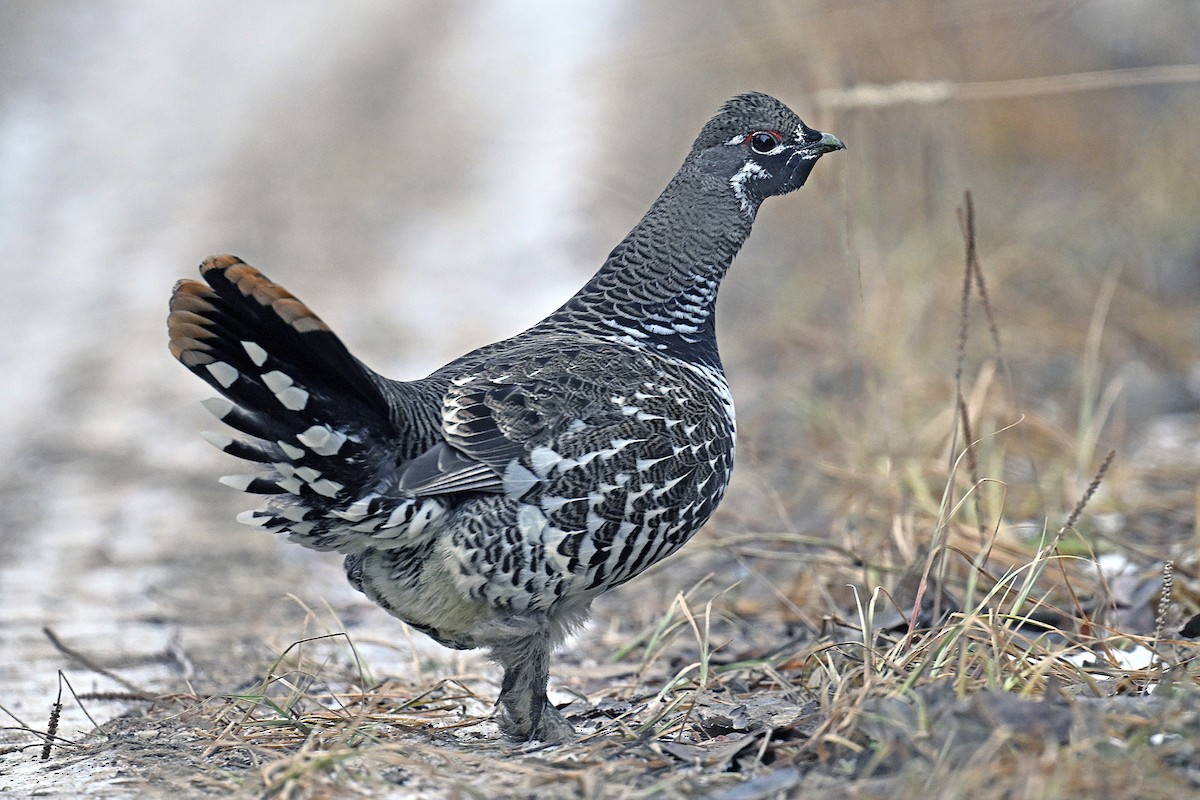 tetřívek kanadský - ML645184660