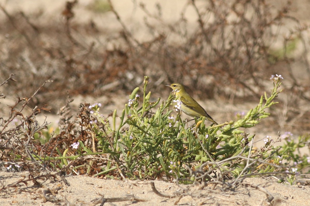 Червоїд світлобровий - ML645184702