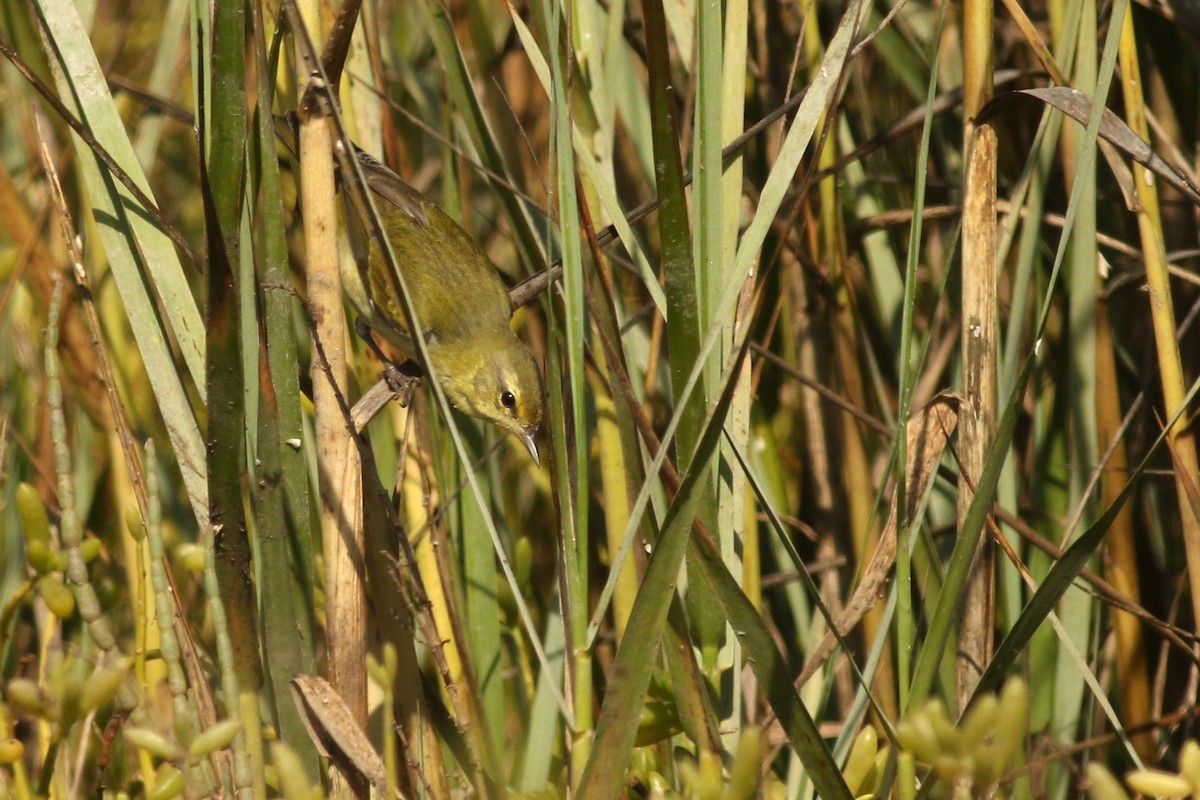 Червоїд світлобровий - ML645184709