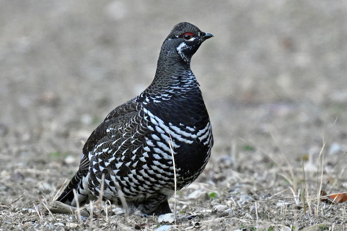 tetřívek kanadský - ML645184716