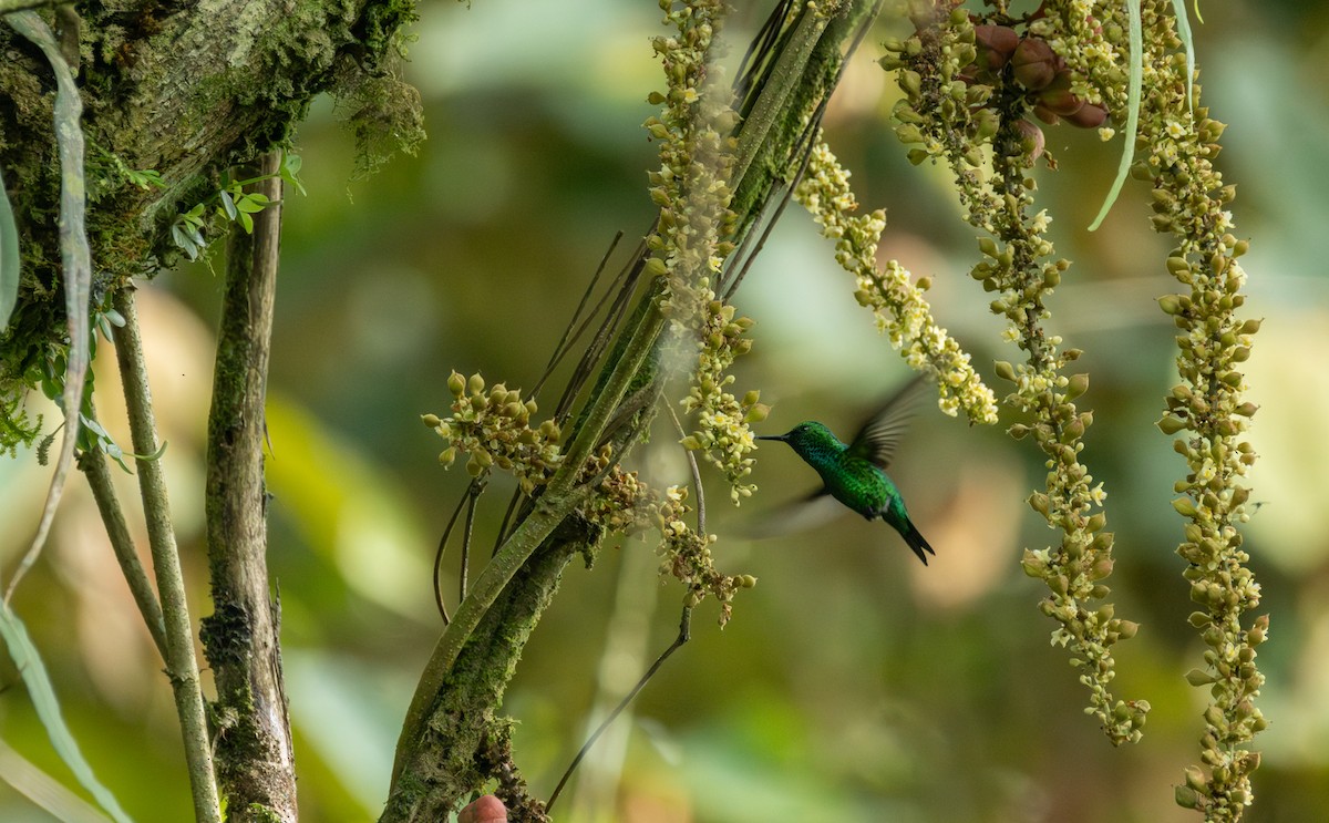 ニシアンデスエメラルドハチドリ - ML645184718