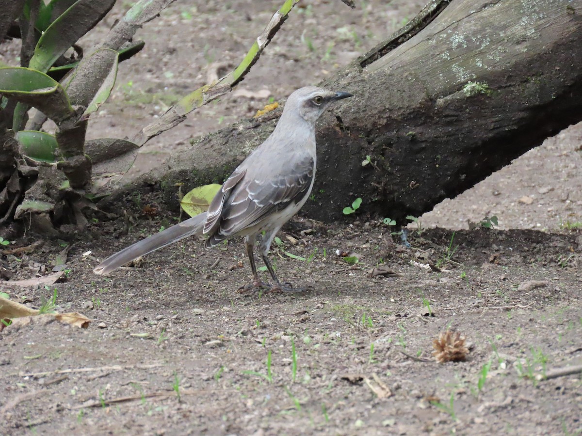 Tropikal Taklitçi - ML645184722