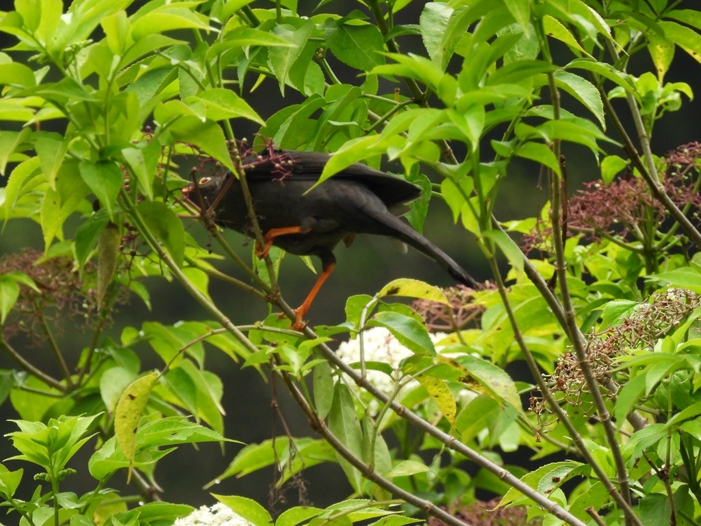 Great Thrush - ML645184725