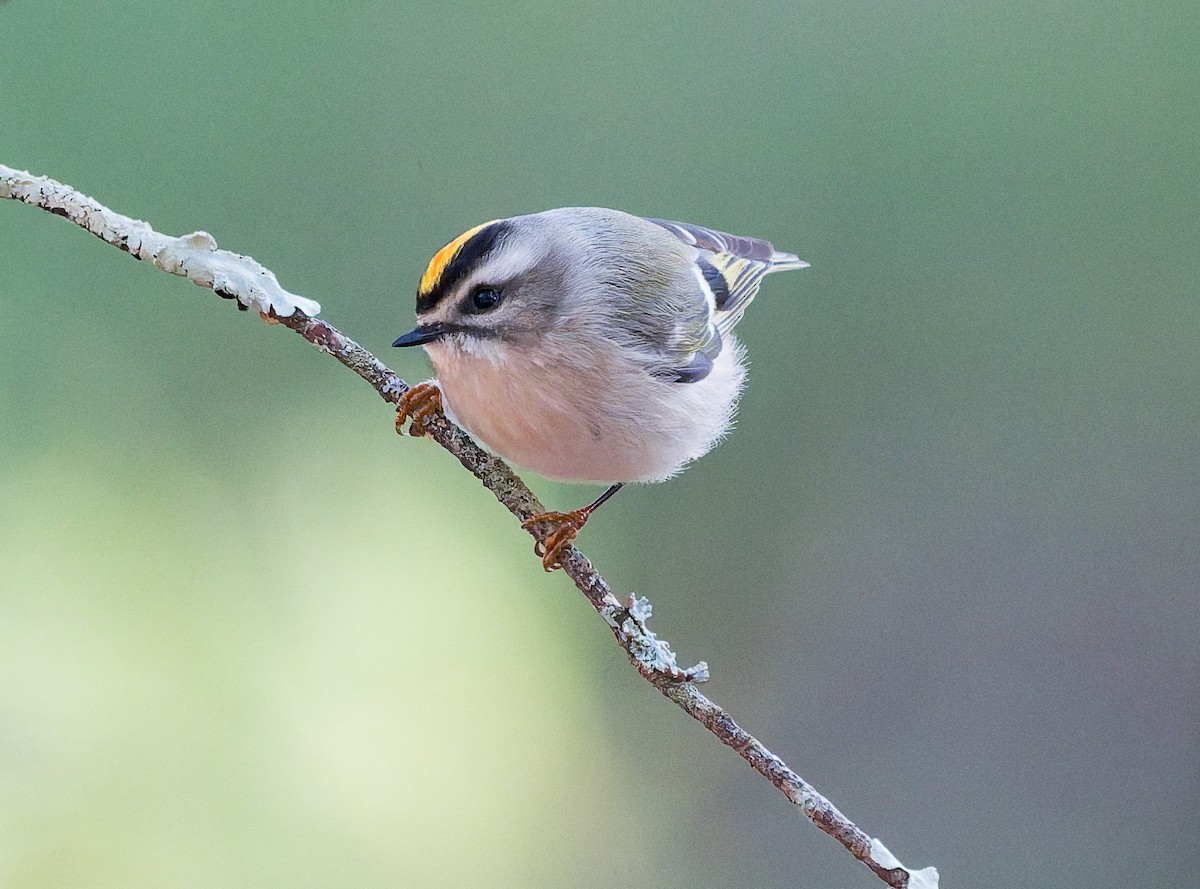 アメリカキクイタダキ - ML645184727