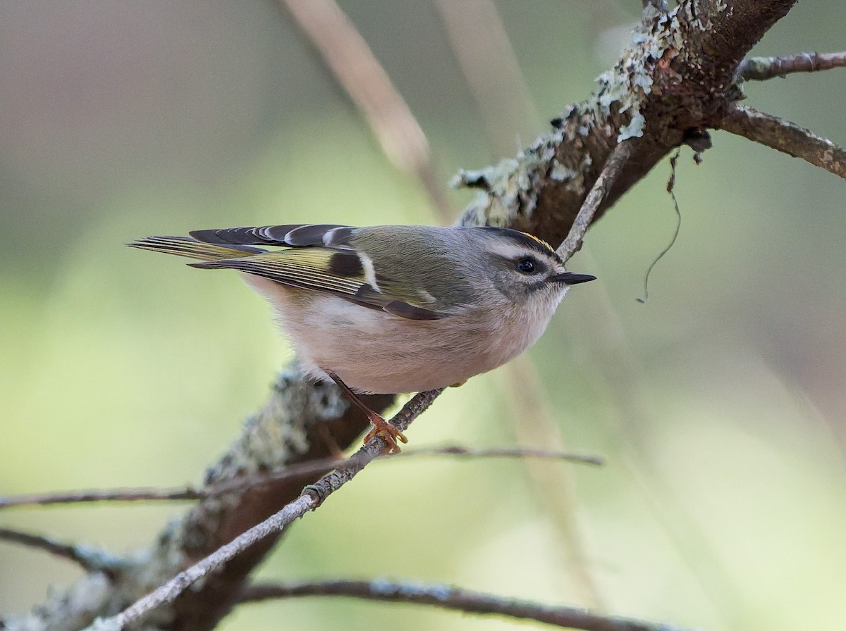 アメリカキクイタダキ - ML645184728