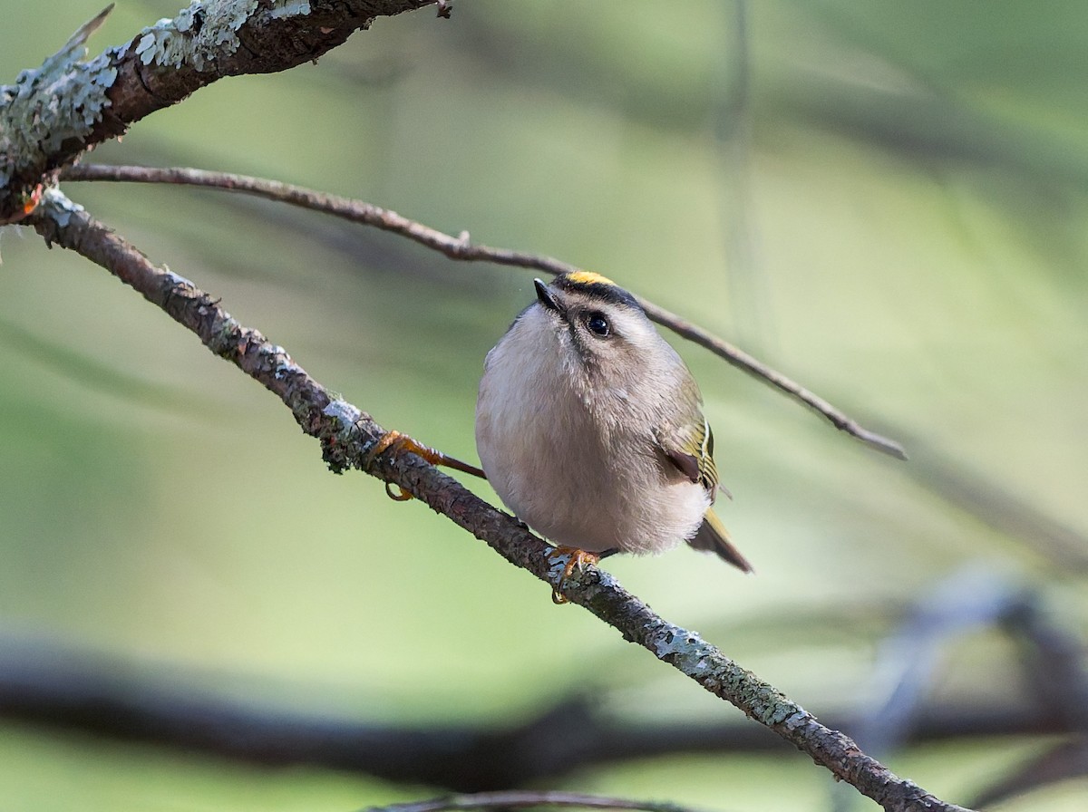 アメリカキクイタダキ - ML645184729