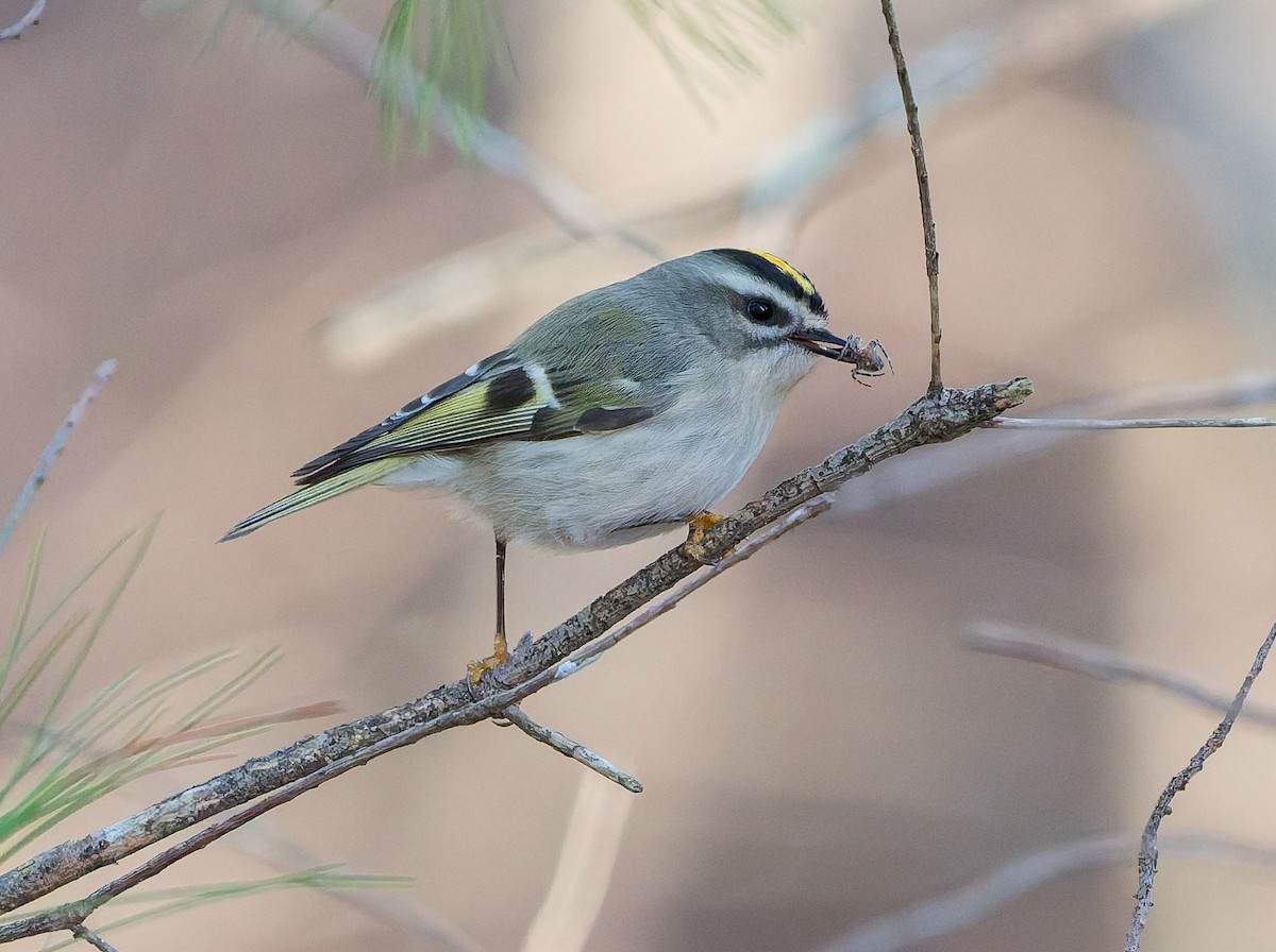 アメリカキクイタダキ - ML645184730