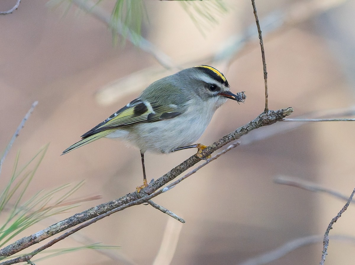 アメリカキクイタダキ - ML645184731