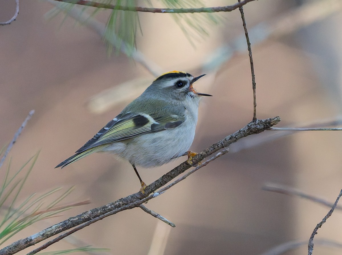 アメリカキクイタダキ - ML645184732