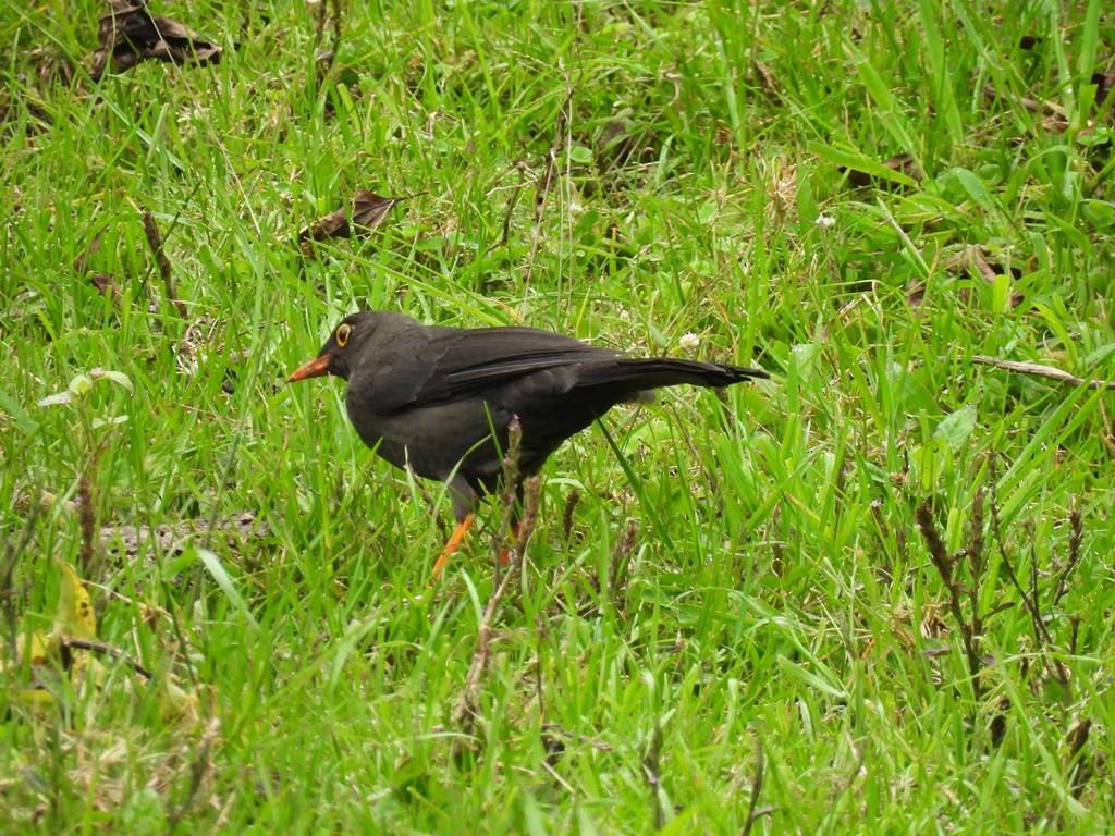 Great Thrush - ML645184747