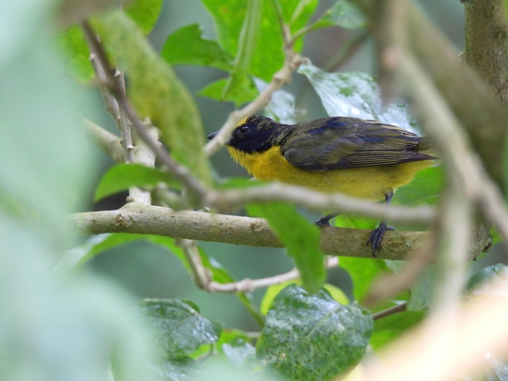 Thick-billed Euphonia (Black-tailed) - ML645184755