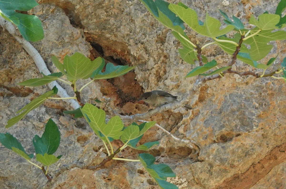 Eurasian Blackcap - ML645184760