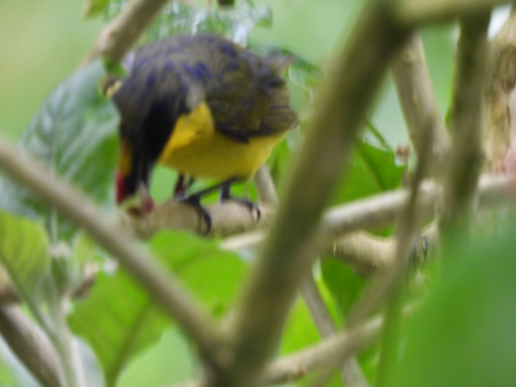 Thick-billed Euphonia (Black-tailed) - ML645184774