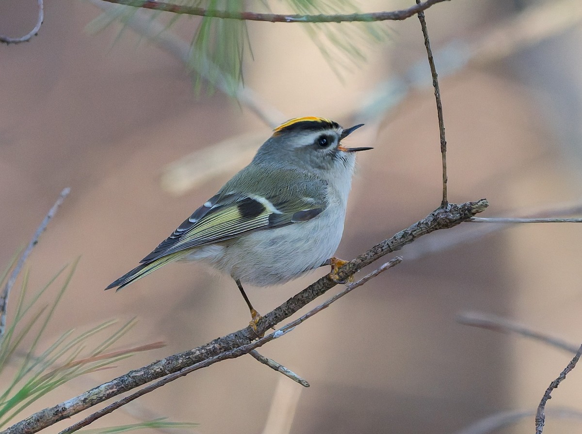 アメリカキクイタダキ - ML645184778