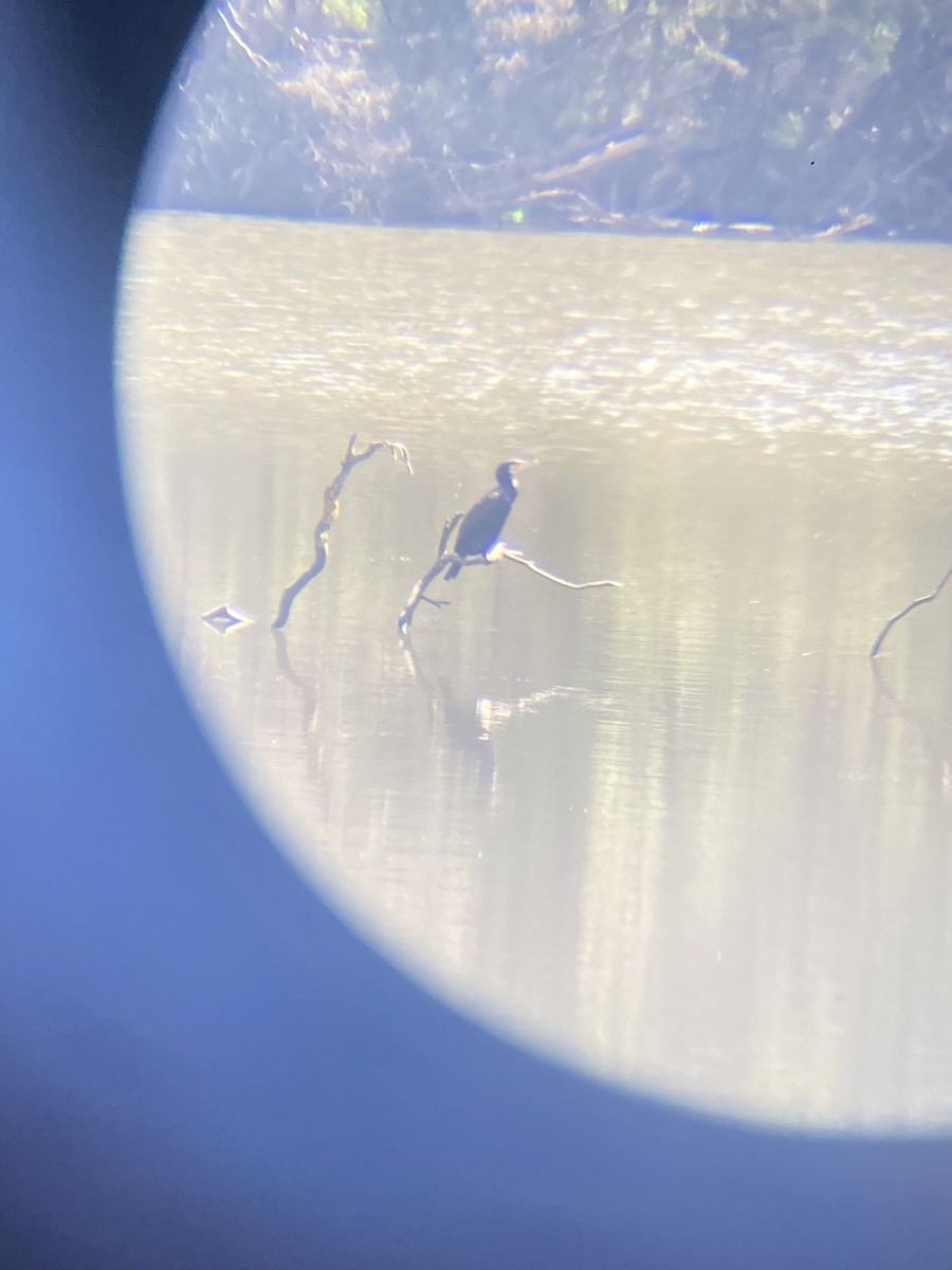 storskarv - ML645184785