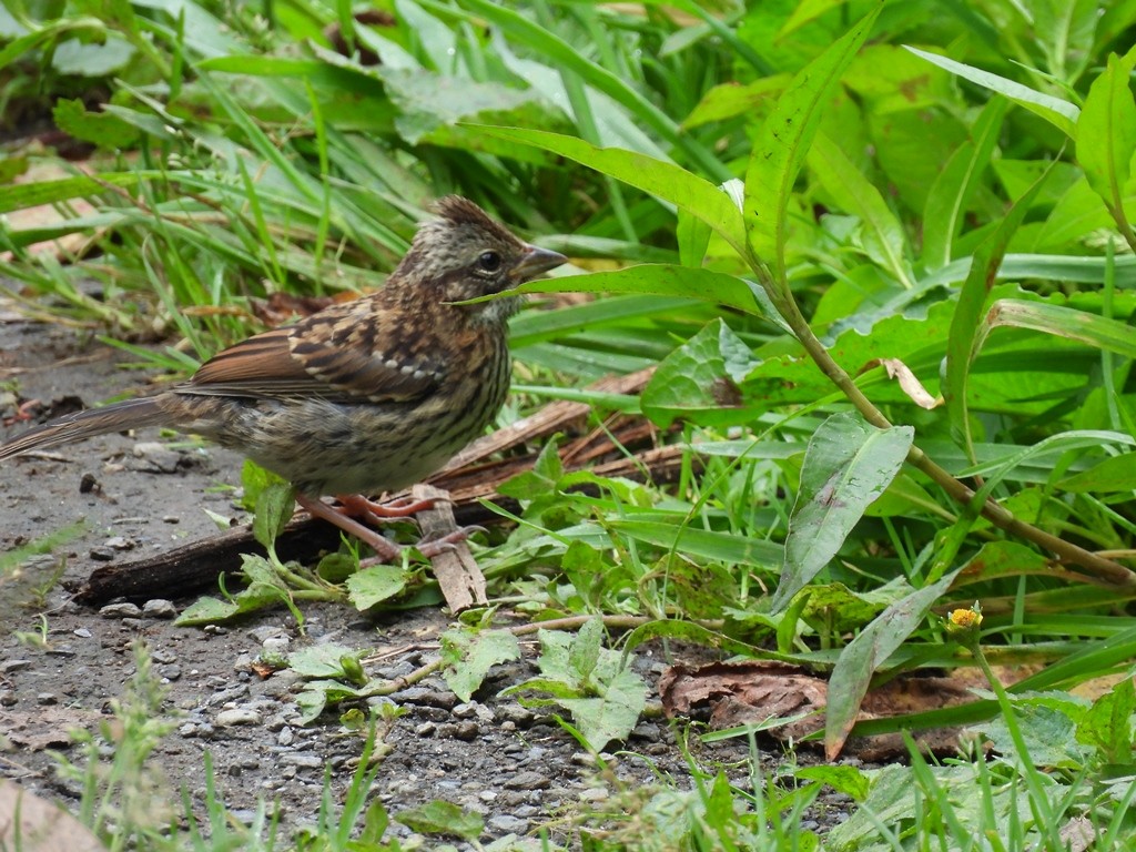 Morgenammer - ML645184786