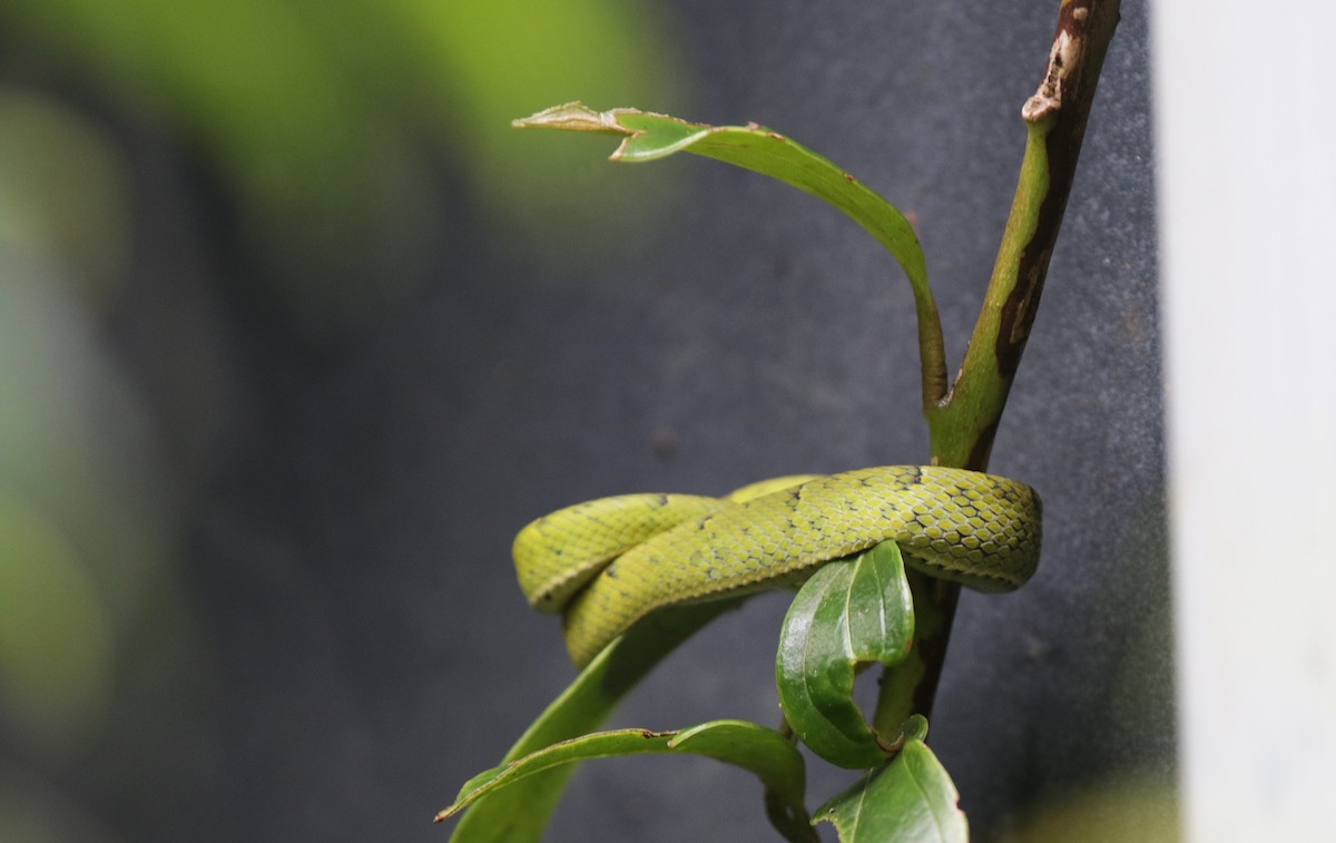 Side-striped palm pit viper - ML645184787