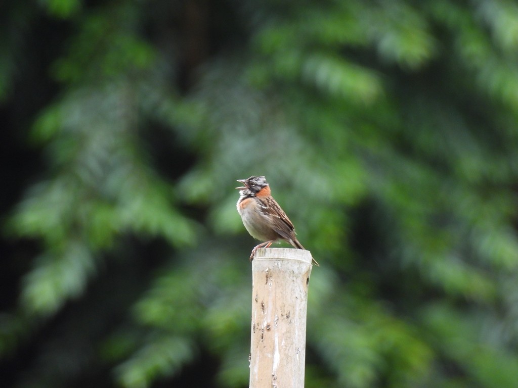 Morgenammer - ML645184806