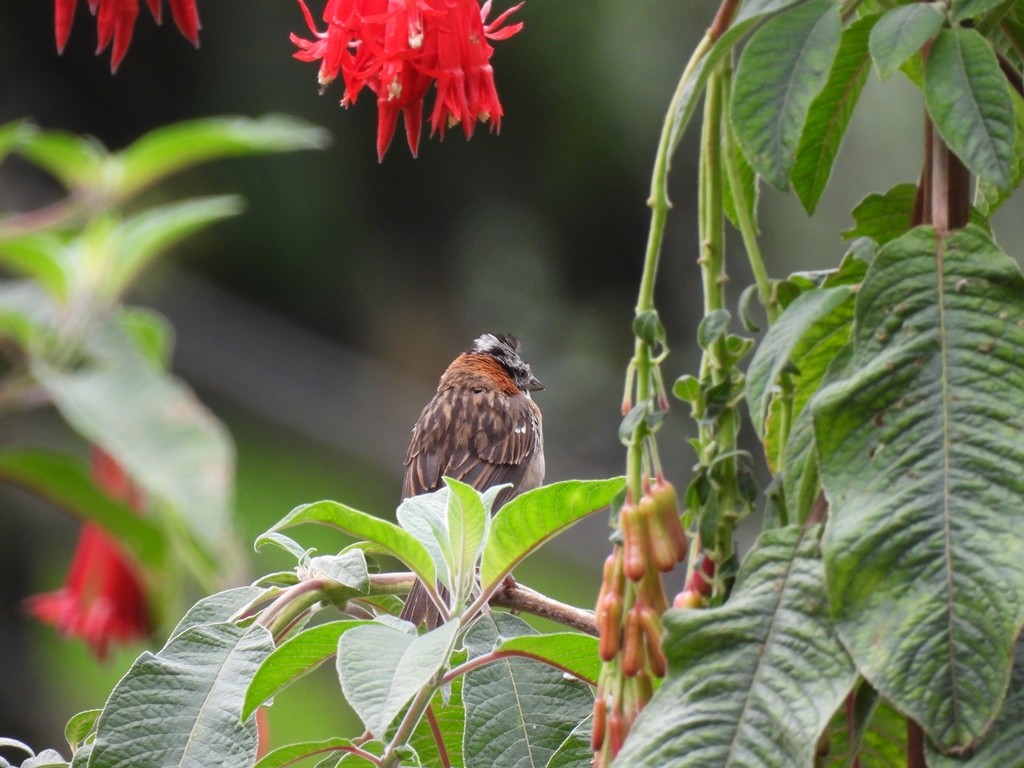 Morgenammer - ML645184807