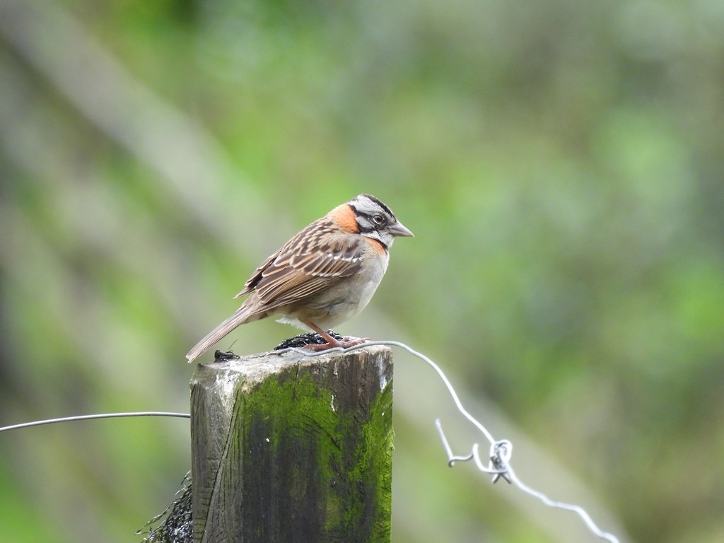 Morgenammer - ML645184833