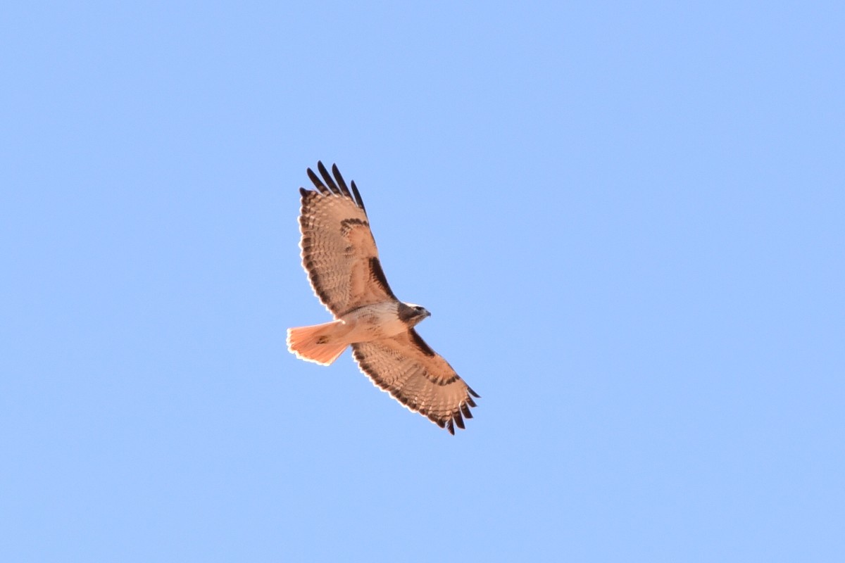 Red-tailed Hawk - ML645184853