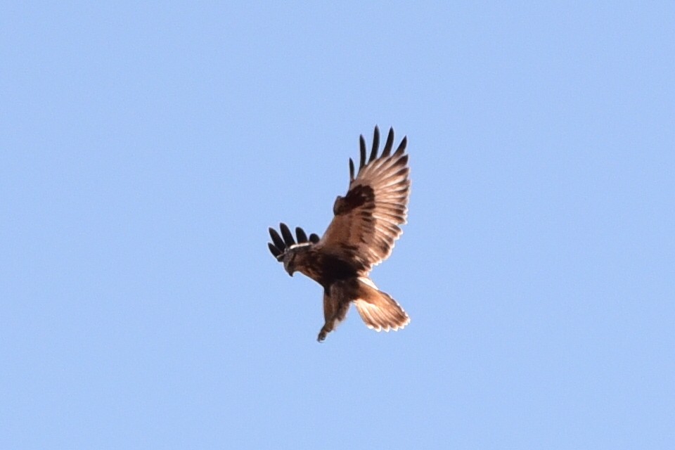 Rough-legged Hawk - ML645184874