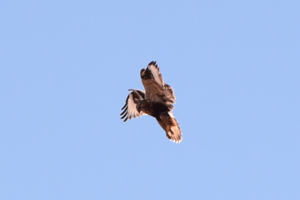 Rough-legged Hawk - ML645184875