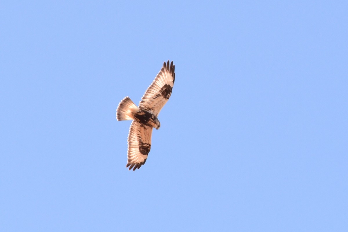 Rough-legged Hawk - ML645184877