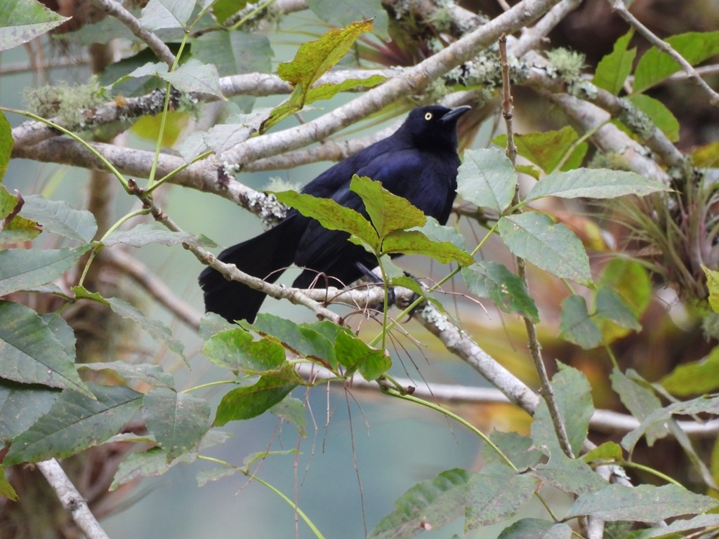 Great-tailed Grackle - ML645184888