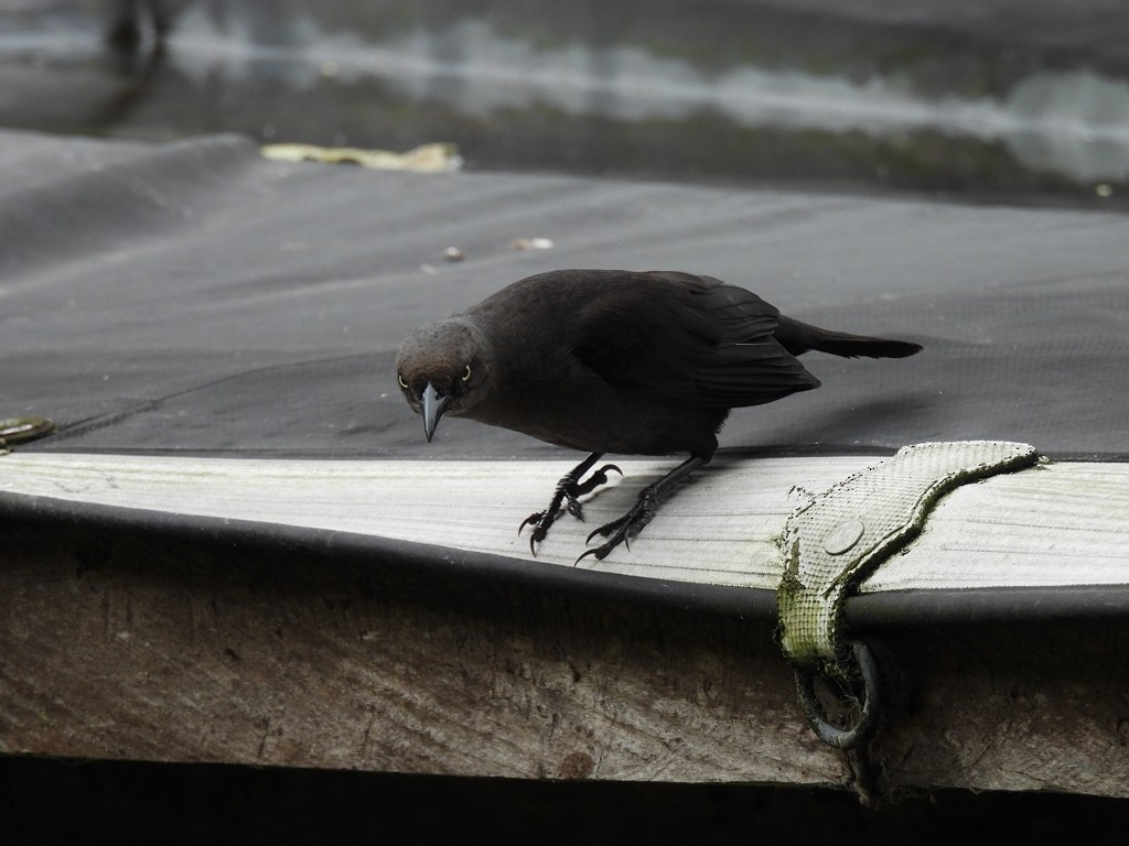 Great-tailed Grackle - ML645184908