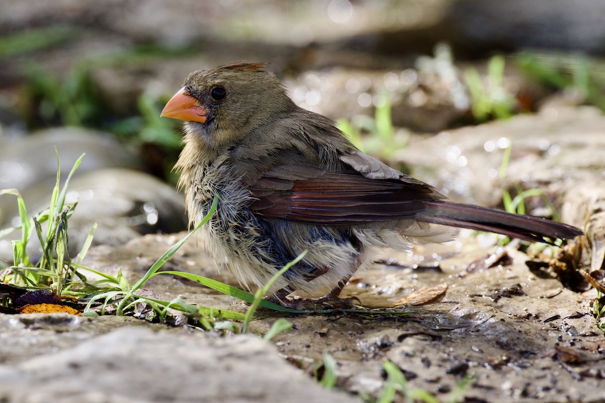 Kırmızı Kardinal - ML645184931