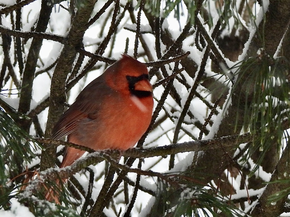 Kırmızı Kardinal - ML645184932