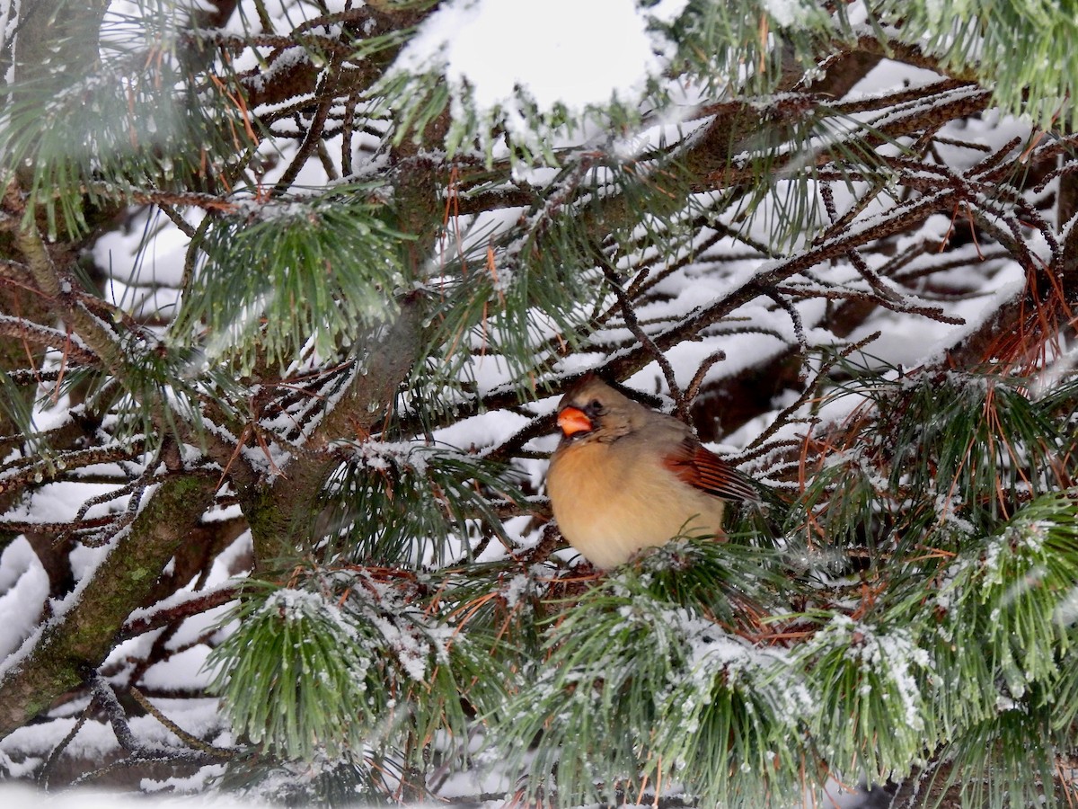 Kırmızı Kardinal - ML645184933
