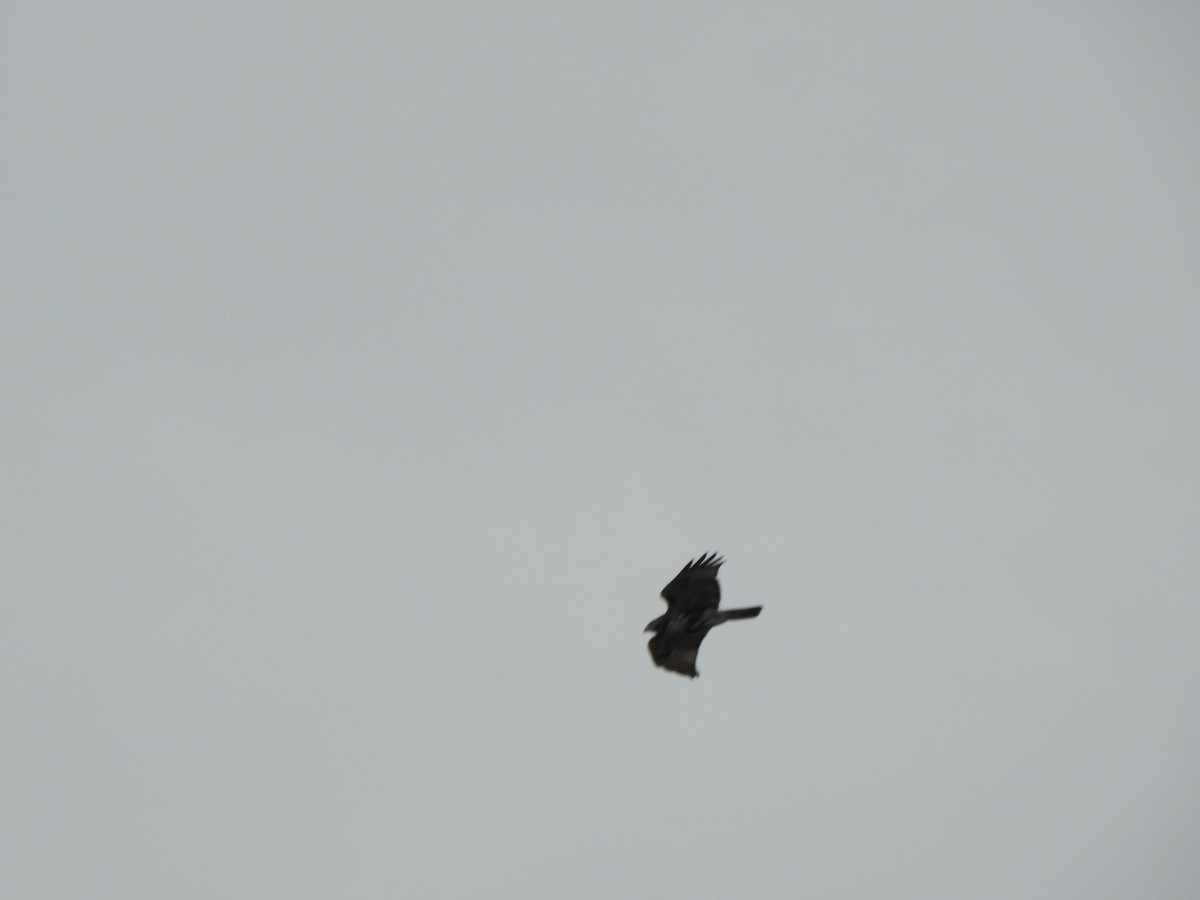 タカ科 - ML645184947