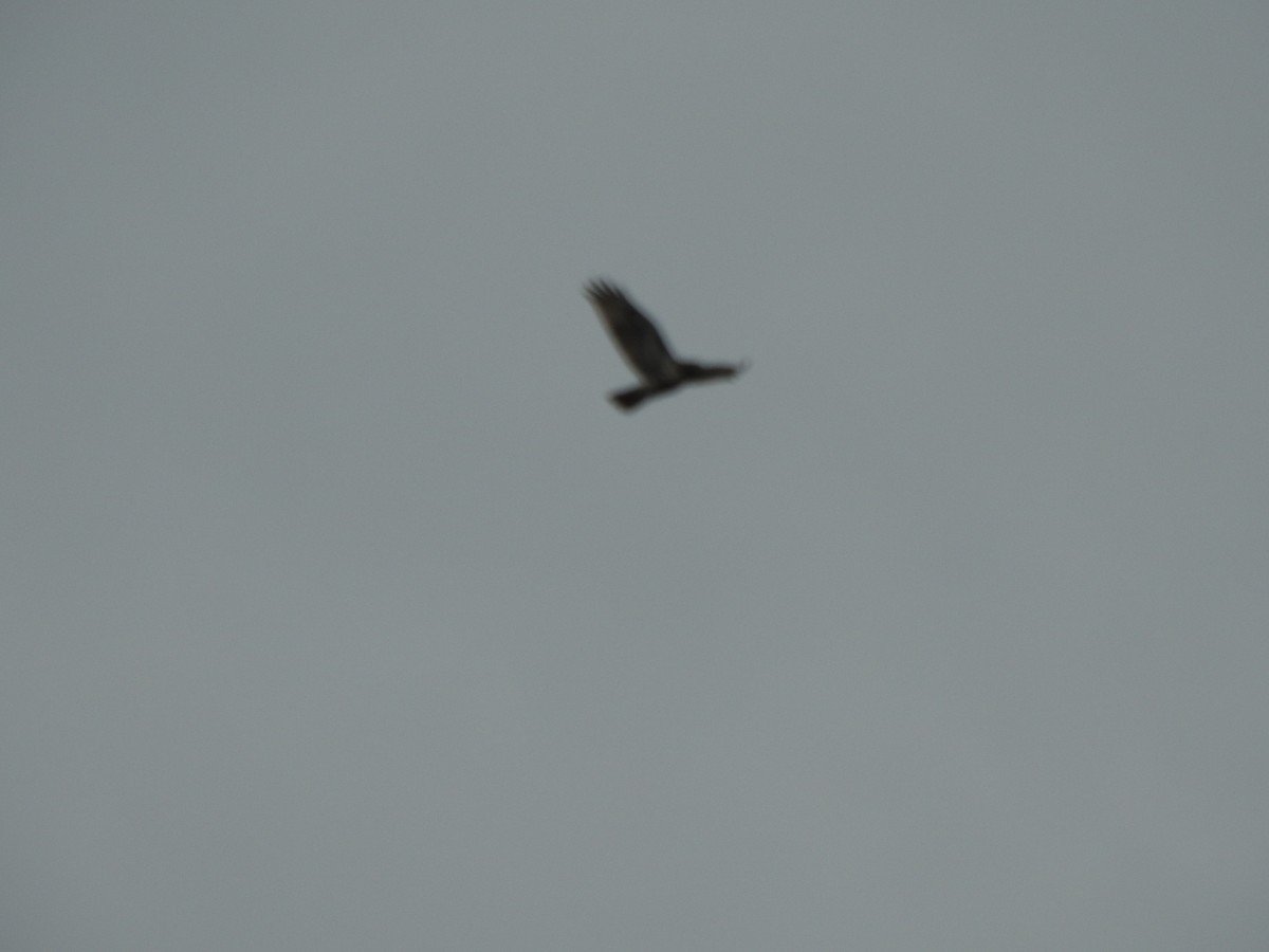 タカ科 - ML645184948