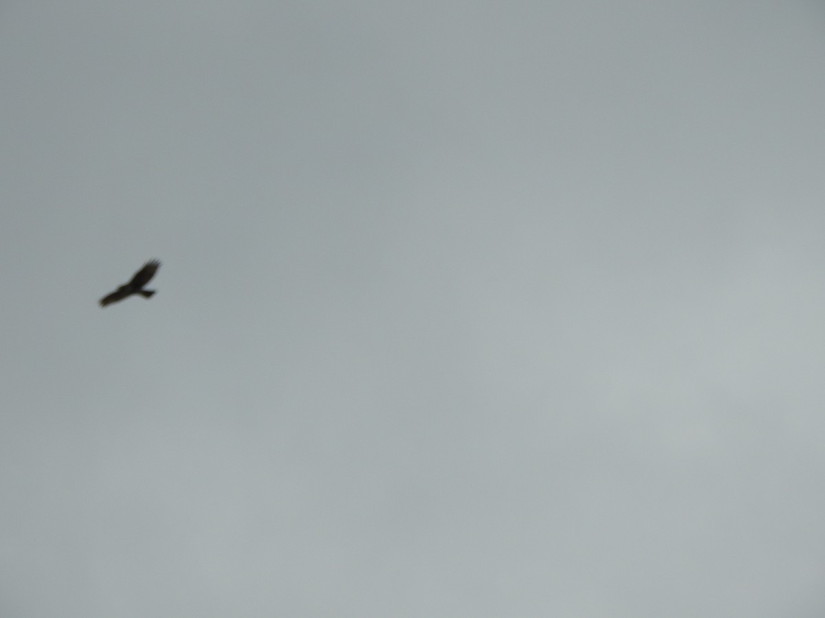 タカ科 - ML645184949