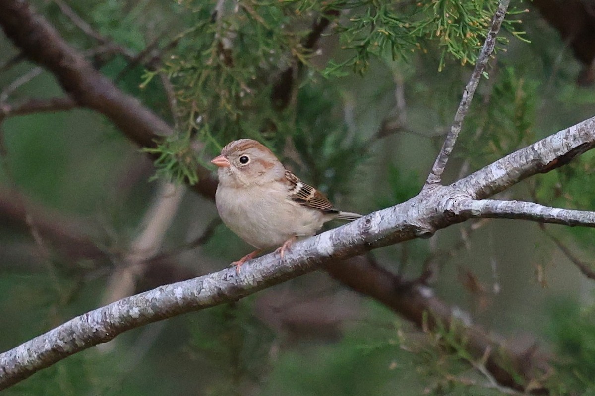 Chingolo Campestre - ML645184969