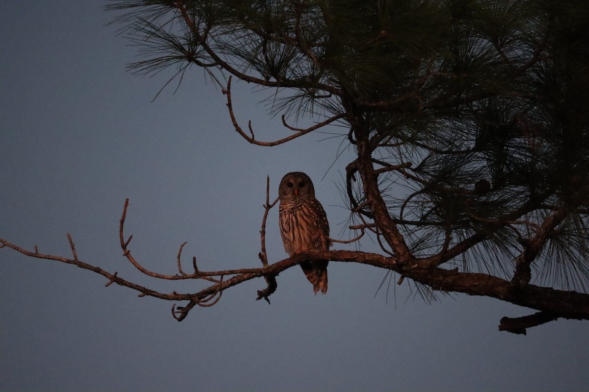 Barred Owl - ML645184995