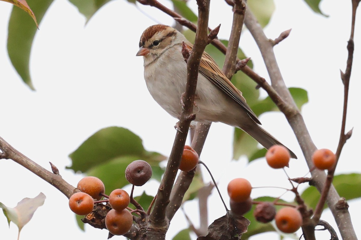 Chingolo Cejiblanco - ML645185015