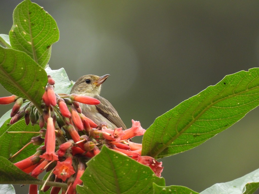 Rusty Flowerpiercer - ML645185016