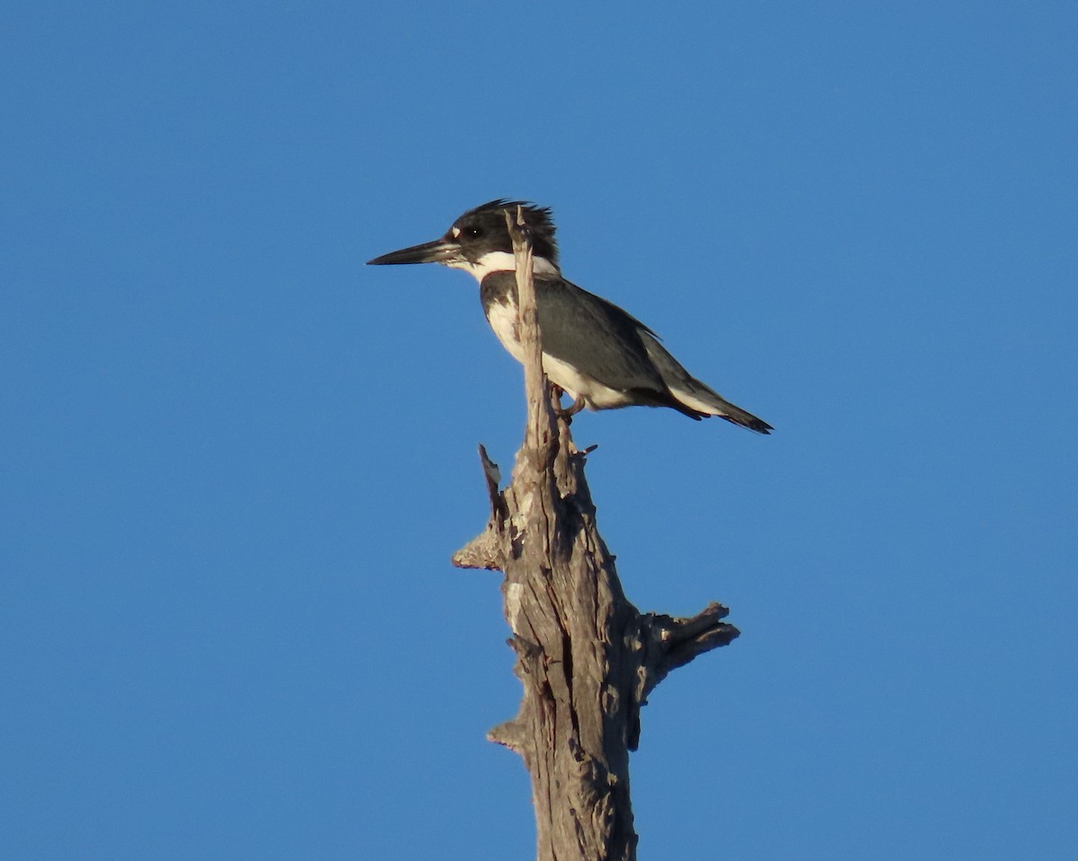 Опоясанный зимородок - ML645185020