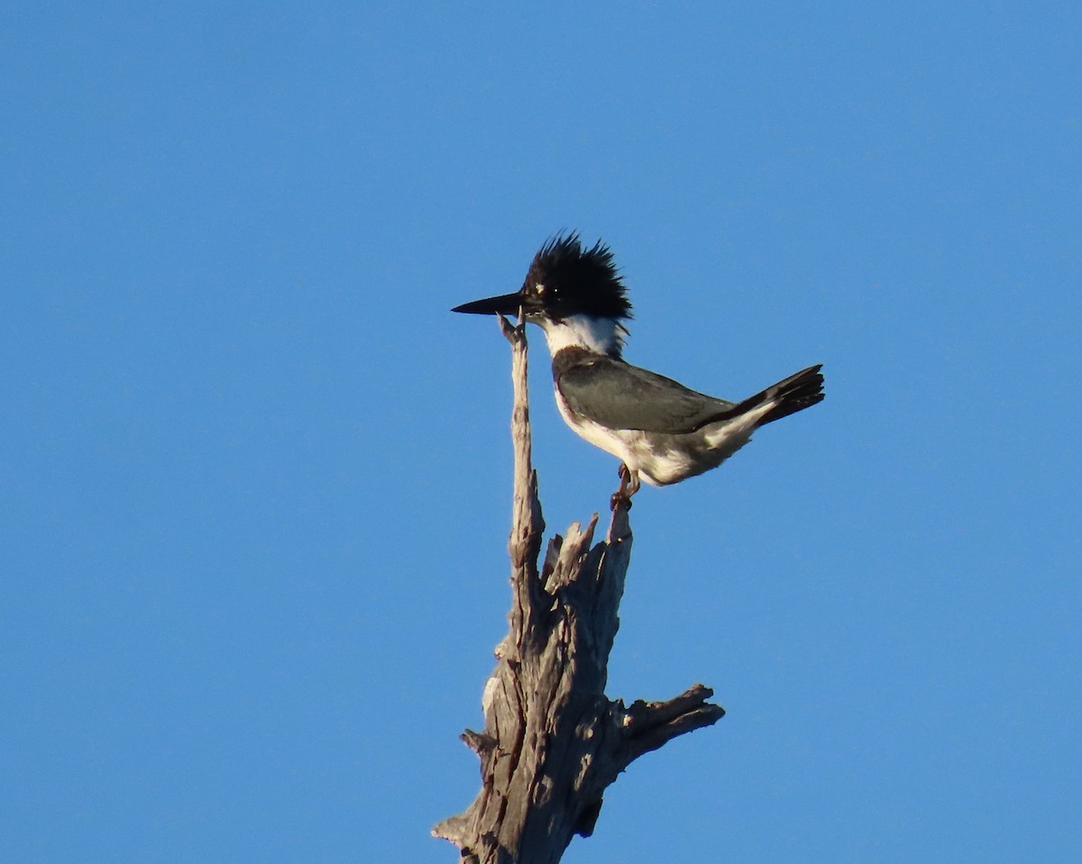 Опоясанный зимородок - ML645185021