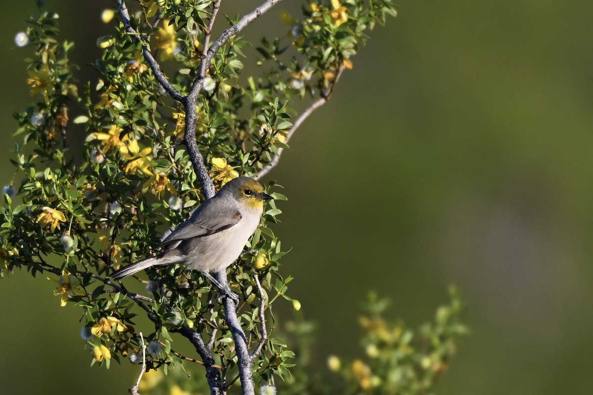 Verdin - ML645185022