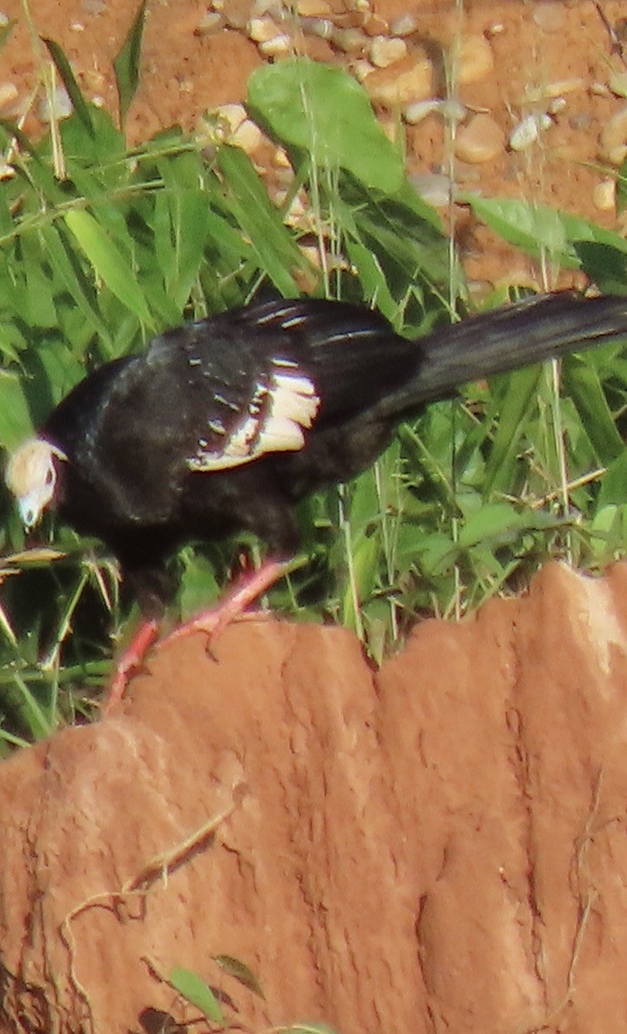 Blue-throated Piping-Guan - ML645185025
