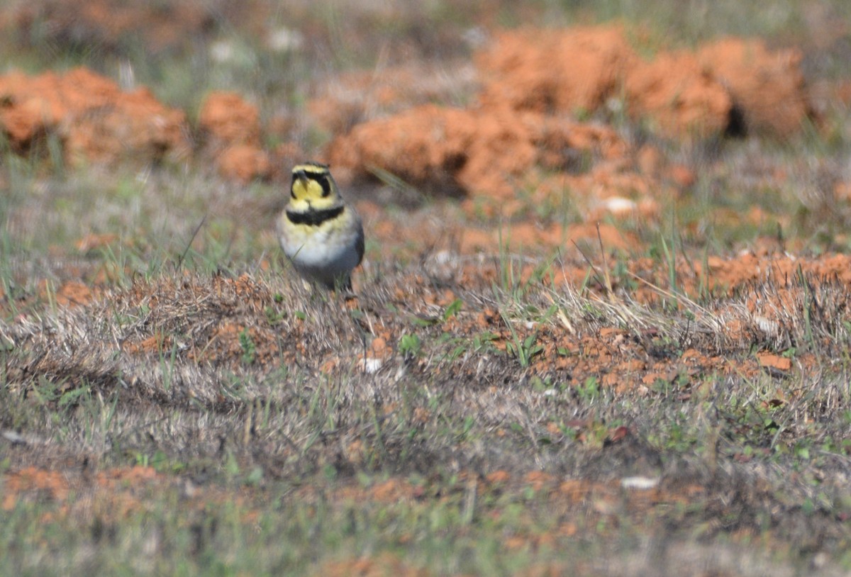 Alondra Cornuda - ML645185033