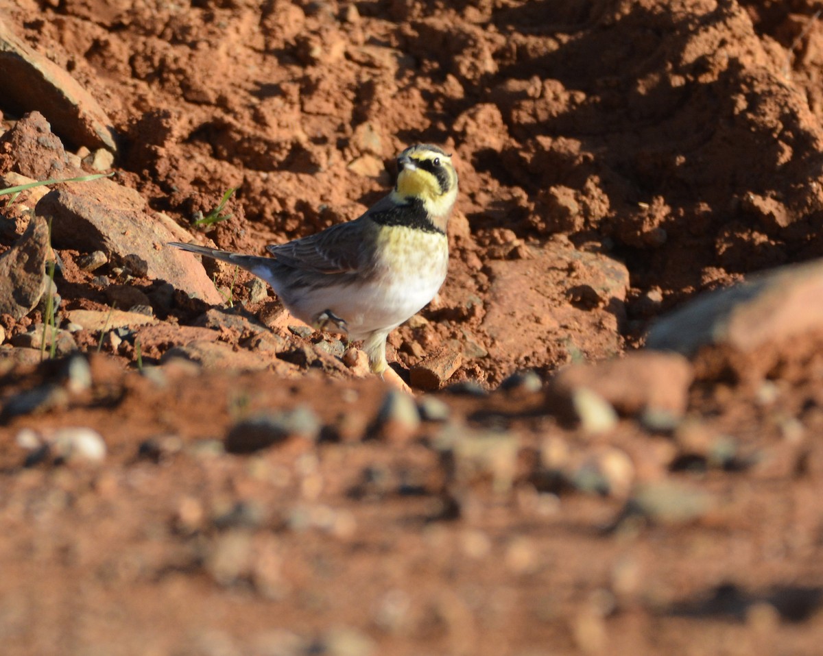 Alondra Cornuda - ML645185034