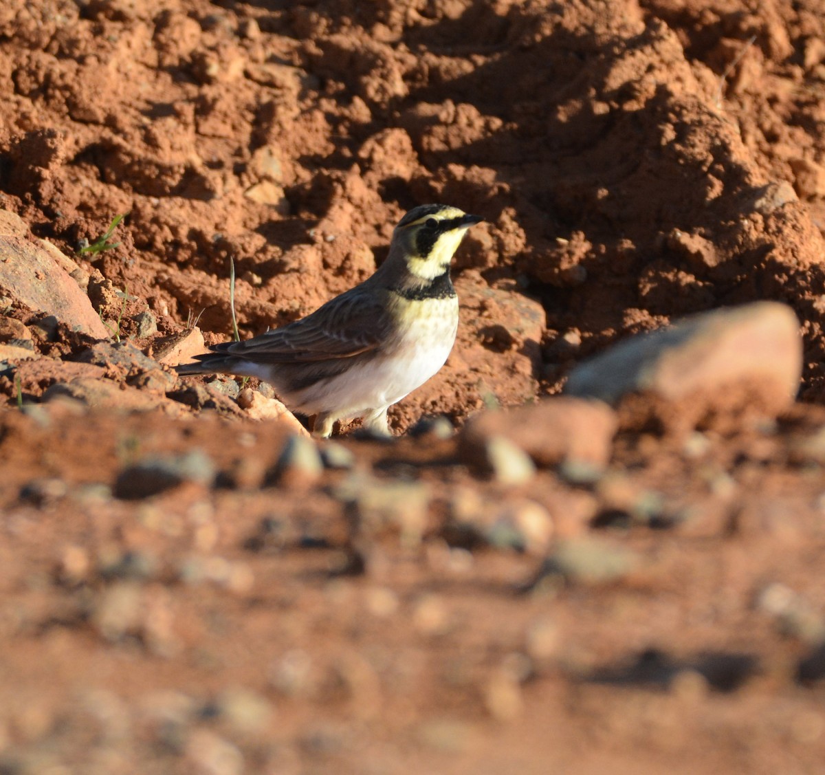 Alondra Cornuda - ML645185035