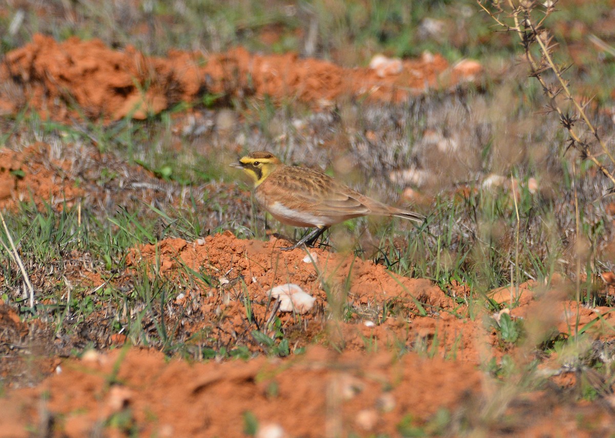 Alondra Cornuda - ML645185036