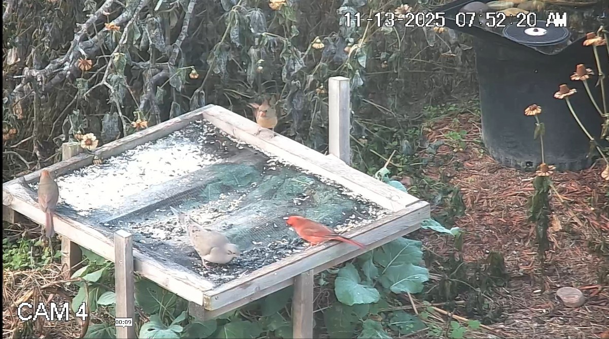 Kırmızı Kardinal - ML645185042