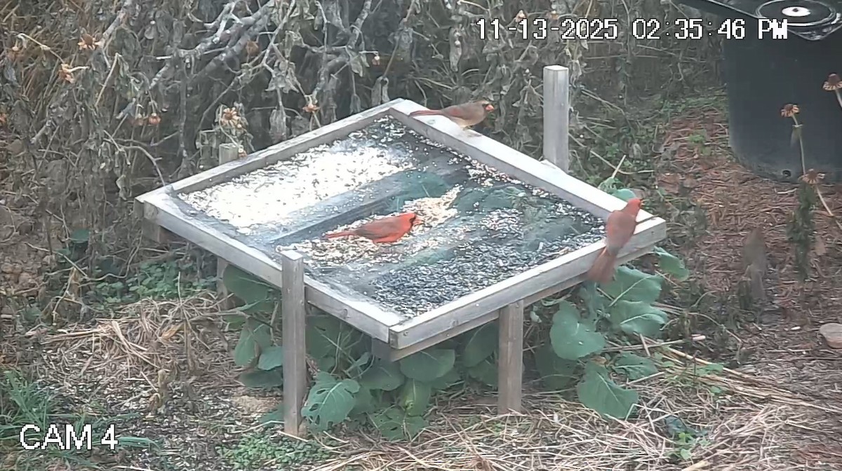 Kırmızı Kardinal - ML645185043